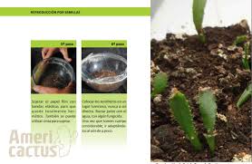 Revelaremos cuanto es el tiempo exacto en que un árbol de papaya pueda germinar, cuanto es el tiempo de vida de una plata de papaya y cuando empieza a dar sus primeros frutos. Americactus Como Sembrar Semillas De Cactus Paso A Paso Aprender