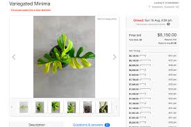 Ingin memelihara tanaman hias untuk mempercantik kamar? Tanaman Ini Laku Terjual Dengan Harga Rp 80 Juta Apa Istimewanya Halaman All Kompas Com
