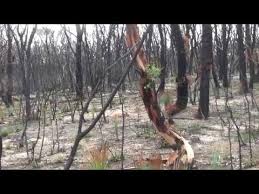 Cinema Advertisement for Sennitt's Ice Cream (1955) with Graham Kennedy in  drag - YouTube