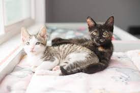Why Two Kittens Are Better Than One Kitten Lady
