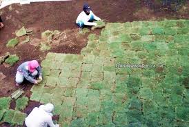 Resep ini bisa saja diberi nama racun rumput fio, atau racun rumput gus bensol. Cara Menanam Rumput Taman Jepang Gajah Mini
