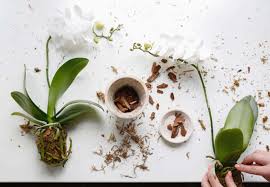 Your garden supplies hq · exclusive products · exclusive items 10 Things Nobody Tells You About Orchids Gardenista