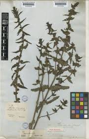 Image result for Alectra sessiliflora