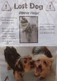 Your neighborhood pet supply store in santee! Rozie On The Left Was Lost On 11 20 13 She Is A 5 Lb Brown Black Yorkie Please Call Edna At 619 328 1508 In Santee Ca Thank Losing A Dog Yorkie Dogs