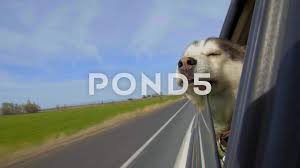 Dog Has Her Head Out A Car Window Stock Footage Car Head Dog Footage Dogs Car Window Art Logo