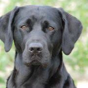 While a golden retriever mix may share common physical traits and temperament with golden retrievers, any number of. Die Sechs Retrieverrassen Deutscher Retriever Club E V