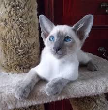 New and used items, cars, real estate, jobs, services, vacation this gorgeous, affectionate and friendly siamese boy can fit easily into any home. What Is The Temperament Of A Flame Point Siamese Cat Quora