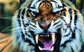 4k ultra hd papéis de parede de tigre branco. Best 42 Tigre Wallpaper On Hipwallpaper Le Tigre Wallpaper El Tigre Nickelodeon Wallpaper And Tigre Wallpaper