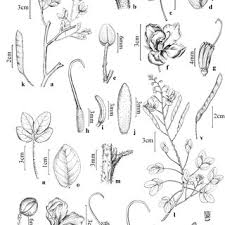 Image result for Chamaecrista wittei