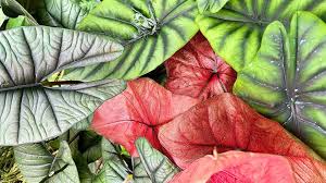 Image result for Phyllanthus macranthus