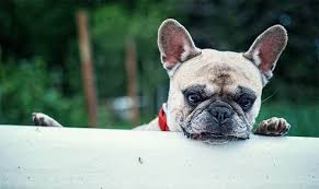 The french bulldog shares the same problem in terms of head size. French Bulldog Names 200 Perfect Ideas My Dog S Name