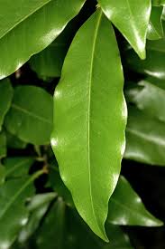 Image result for Peddiea