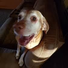 University pet clinic des moines. University West Pet Clinic Veterinarians 8145 University Blvd Clive Ia Phone Number