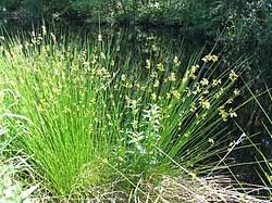 Image result for Juncus exsertus