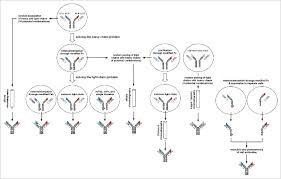 The results showed that the igg ascs were scattered in the lamina propria (lp). The Making Of Bispecific Antibodies Abstract Europe Pmc