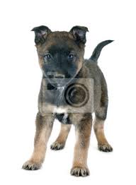 The belgian malinois is one of four belgian sheepdogs. Welpen Malinois Fototapete Fototapeten Wachhund Malinois Schaferhund Myloview De