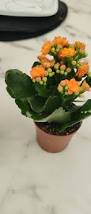 Image result for Kalanchoe rosalina