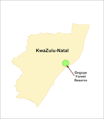 Image result for Actinanthella