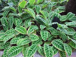 Questo video è un video di interno, messa a fuoco, primo piano. Calatea Calathea Consigli Coltivazione E Cura