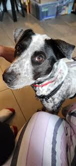 Yass Lost and Found Pets