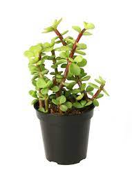Portulacaria Afra Elephant Bush Spekboom Jade Plants Plants Bush Plant