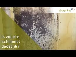 Wat kost het om zwarte schimmel te verwijderen? Ostrava Tsjechie Weer Doublecrosses Horitoki Site
