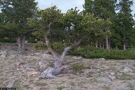 Image result for Pearsonia aristata