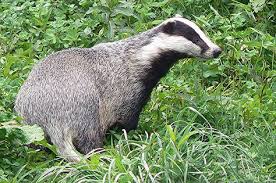 Der Dachs Nabu Nrw Saugetiere The Animals Gesichtszeichnung