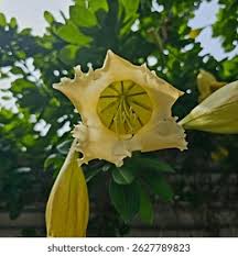 Image result for Solandra maxima