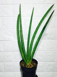 Image result for Sansevieria pearsonii