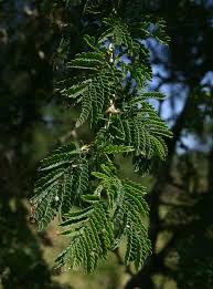 Image result for Faidherbia albida