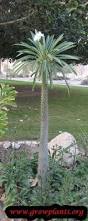 Image result for Pachycarpus eximius