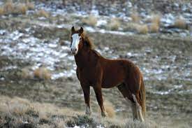 Mustang Horse Cute Wallpaper 8542 Petasu Com Mustang Horse Horses Horse Pictures