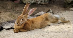 Many pet parents enroll in pet insurance plans to help manage costs and prepare for unexpected veterinary emergencies. Caring For Your Senior Rabbit Petcoach