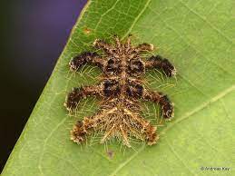 Monkey Slug Caterpillar Phobetron Sp Limacodidae Caterpillar Slugs Monkey