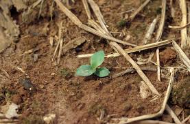 Image result for Panicum brevifolium