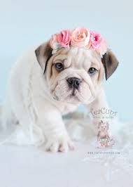 Why buy an english bulldog puppy for sale if you can adopt and save a life? English Bulldog Price Chart Yeten