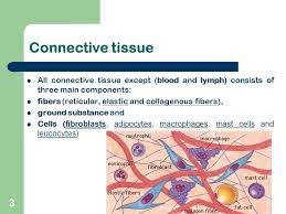 Connective Tissue G Lufukuja Ppt Video Online Download