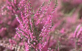 Image result for Calluna vulgaris