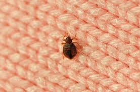 Bed bug control and bed bug removal services by a professional pest control company in ottawa, arnprior, pembroke why are bedbugs so hard to treat? Bed Bugs All You Need To Know About These Squirmy Home Invaders