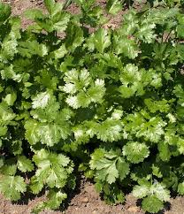 Image result for Coriandrum