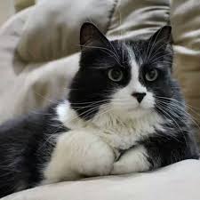 Black And White Tuxedo Cats Tuxedo Cat Cute Cats Cats Owning A Cat