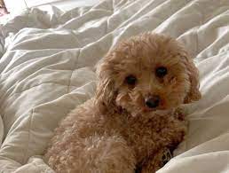 Moose 4lb Akc Red Toy Poodle Stud Kslcom Toy Poodle Poodle Akc