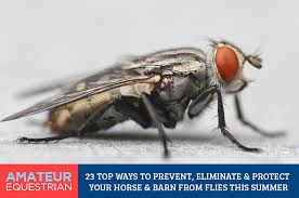 House fly control in poultry barns. Top 23 Ways To Eliminate And Protect Your Horse And Barn From Flies This Summer Amateur Equestrian