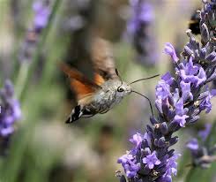 Pollinators moving around your garden are on a mission. How To Attract The Hummingbird Hawk Moth The Garden Of Eaden