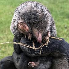 Moles feed on insects and insect larvae, but they are especially fond of white grubs, which are a common lawn pest. Everything You Need To Know About Moles Voles Lawn Pride