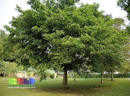 Image result for Millettia pinnata