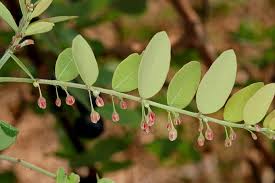 Image result for Phyllanthus reticulatus