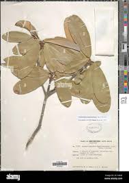 Image result for Englerophytum