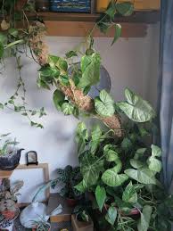We did not find results for: Diy Flexible Moss Pole Couldn T Find One So I Made It Houseplants